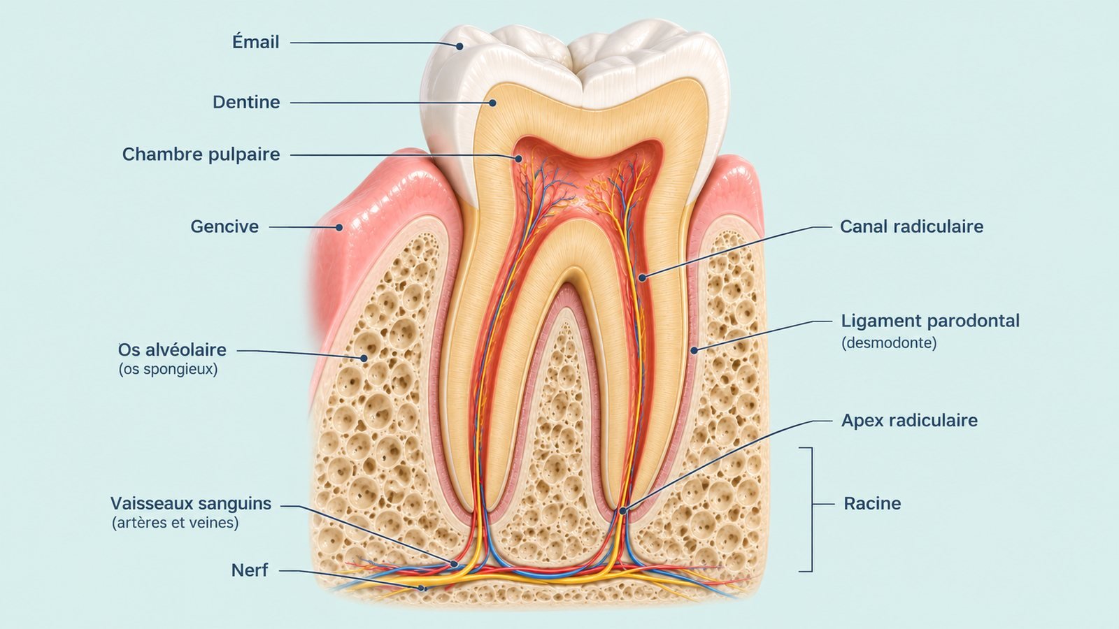 Coupe d’une molaire légendée : émail, dentine, chambre pulpaire, canaux, ligament parodontal, os, vaisseaux et nerf